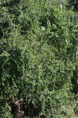 Portulacaria afra