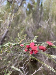Sphaerolobium rostratum