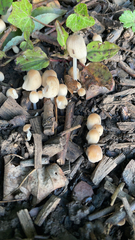 Coprinellus micaceus