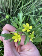 Ranunculus muricatus