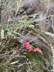 Sphaerolobium rostratum