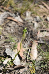 Pterostylis unicornis