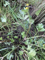 Ranunculus muricatus