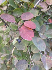Amelanchier