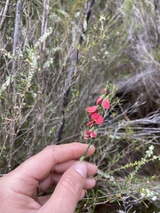 Sphaerolobium rostratum