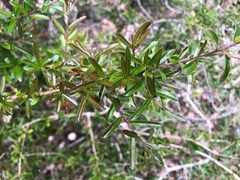 Pittosporum viscidum