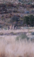 Equus zebra hartmannae