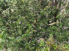 Pittosporum viscidum