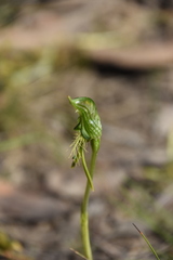 Pterostylis unicornis