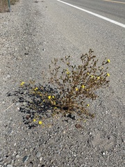 Deinandra bacigalupii