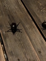 Trypoxylus dichotomus