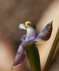 Thelymitra pauciflora