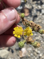 Deinandra bacigalupii