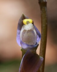 Thelymitra pauciflora