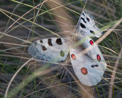 Parnassius apollo