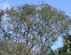 Ptaeroxylon obliquum