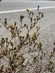 Deinandra bacigalupii