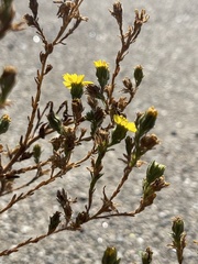 Deinandra bacigalupii