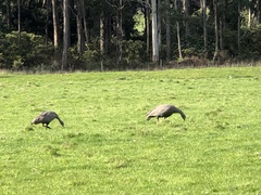 Cereopsis novaehollandiae