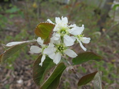 Amelanchier