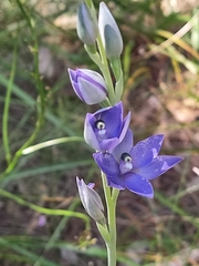 Thelymitra macrophylla