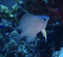 Amblyglyphidodon indicus
