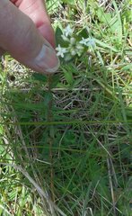 Pimelea humilis
