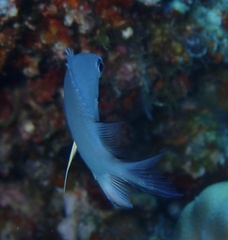 Amblyglyphidodon indicus