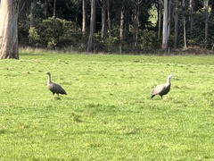 Cereopsis novaehollandiae