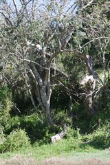 Ptaeroxylon obliquum