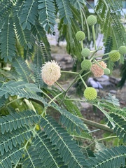 Leucaena leucocephala