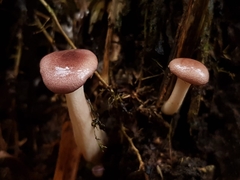 Pleurotus