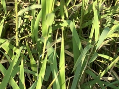 Ischnura