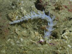 Pteraeolidia semperi