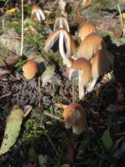 Coprinellus micaceus