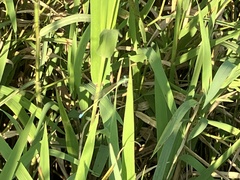 Ischnura