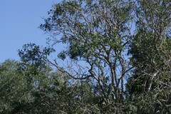 Ptaeroxylon obliquum