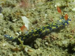 Hypselodoris infucata