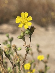 Deinandra bacigalupii