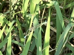 Ischnura