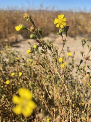 Deinandra bacigalupii