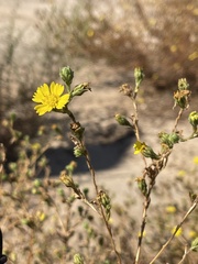 Deinandra bacigalupii