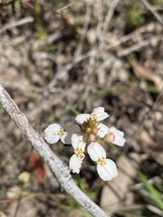Stylidium junceum