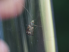 Nemophora