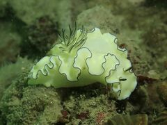 Doriprismatica atromarginata