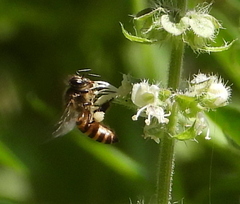 Apis cerana
