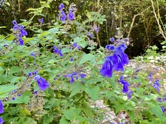 Salvia aliena