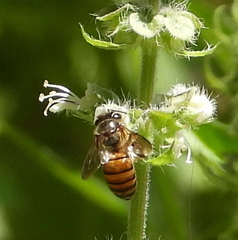 Apis cerana