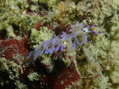 Pteraeolidia semperi