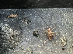 Macropathinae